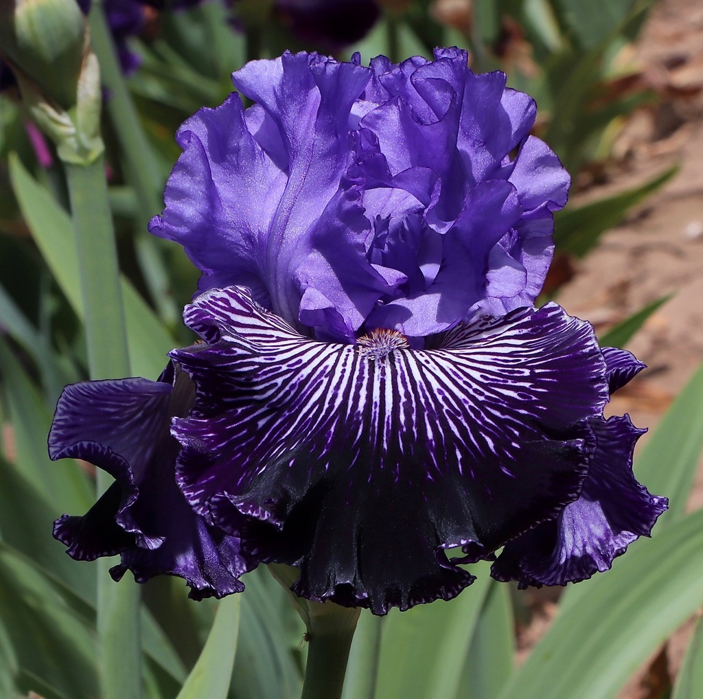 Cast A Tall Shadow Mid America Garden